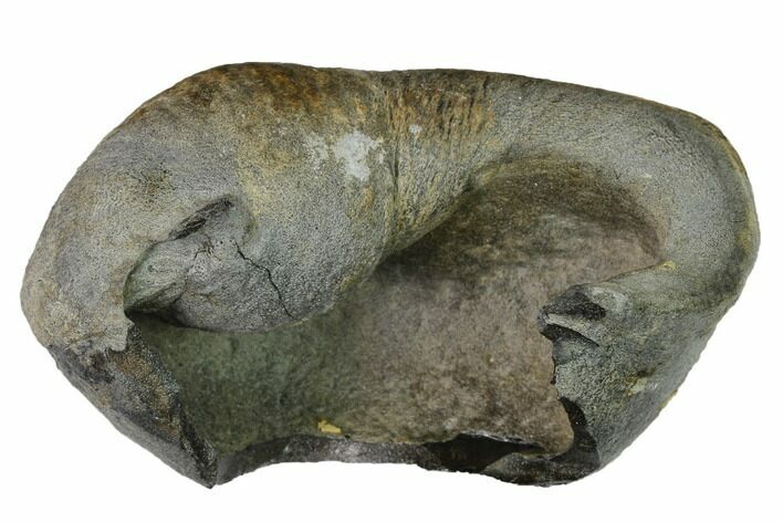 Fossil Whale Ear Bone - Miocene #144902